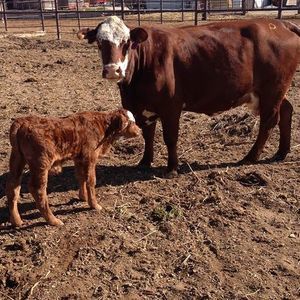 Meet your Posher, Luis